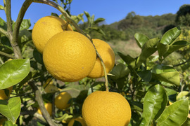 木なり完熟かぼす(自然栽培)2㎏箱詰-農薬不使用・無肥料・無除草剤