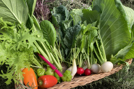 太陽の恵みをめいっぱい！季節の野菜セット【10品目】＃栽培期間中農薬・化学肥料不使用