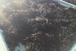 【すぐお届け】冷凍便　釜揚げ生ひじき　この食感・香り食べたことあますか？　200ｇ５９４円　１５個まで送料同じ　在庫限りで終了次はまた冬になります！