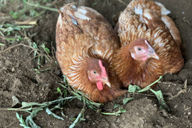 平飼い有精卵24個(6×4pack)*みんな*しあわせたまご【初産たまご】
