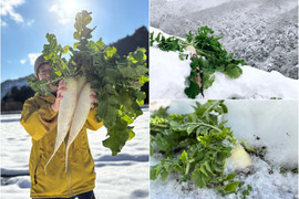 【１人１度だけの特別品】　≪雪国で育まれた水分・甘みたっぷりの大根≫　兵庫県香美町産「雪ぶとん大根」（３本箱入）
