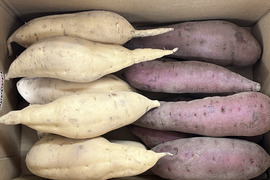 さつまいも紅白セット　〈五郎島金時〉と〈きみまころ〉1箱×5ｋｇ入