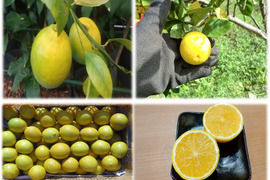 2種の香酸柑橘セット　リスボンレモンと種なしカボス　農薬不使用