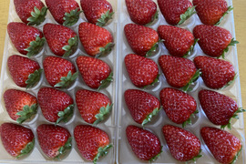 ならあかり　【いちご】奈良県　いちご　苺　イチゴ　2パック