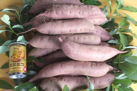 紫芋（アヤムラサキ）４．５ｋｇ、農薬・化学肥料不使用　、鮮やかな紫はアントシアニン、