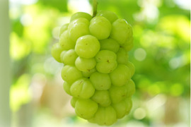 花笑み農園　岡山の瀬戸ジャイアンツ約２kg（３～５房）【9/27～順次発送】G-2家