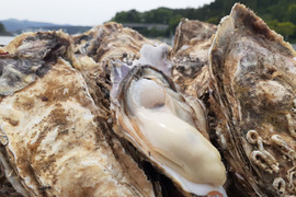 東北有数生牡蠣の名産地志津川より　ご注文受け付け後水揚げ！7月のみ加熱用とさせて頂きます。 真牡蠣10kg(kg/6~9個)　ラムサール条約湿地志津川湾より漁師直送！