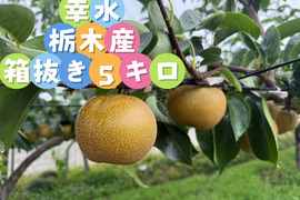 幸水　栃木産　5キロ箱抜き