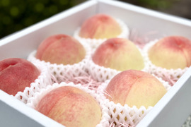 【今季食べ納め】数量限定！あら川の桃『旬のおまかせ』（5〜7玉）