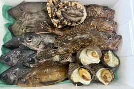 漁師直送！！鮮魚BOX　7種以上