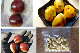 【特大粒サイズ岸根栗 甘い熟成むき栗 】ねっとり甘い岸根栗をもっと甘くする氷温熟成むき栗　岸根 真空パック冷凍　むき栗1パック300g入り