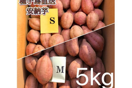 【絶品】種子島産 安納芋 S&M 混合5kg(箱別)