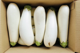 【お得なまとめ買い！！固定種野菜】自然栽培！！「フォアグラ」とも例えられるとろける食感の白ナス