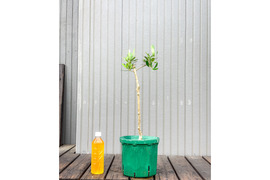 オリーブ 鉢植え バルネア｜育てやすい シンボルツリー・盆栽にも最適　20