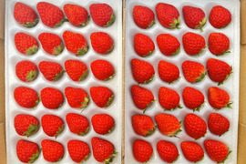 【ギフトにも最適】紅ほっぺ Lサイズ（48粒）500～600ｇ "販売中"