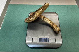【秋の味覚の王様】松茸　開き大　1本