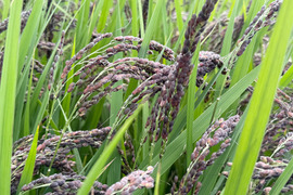 【令和7年】アクネモチ・緑米もち玄米（5kg）【栽培期間中　農薬・化学肥料不使用】