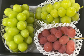 【贈答にも】シャイン一族食べ比べ（希少なサンシャインレッド・マスカサーティーン入り）
