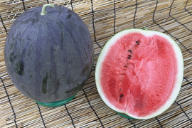 【晴れの国・岡山県産】濃厚な美味しさ！黒大玉すいか『タヒチ』８Kg級-１玉／ニホンミツバチ交配／露地栽培／化成肥料・化学農薬・着果剤不使用【※保冷便指定】