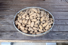 自然栽培　メークイン　箱込　１０ｋｇ