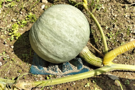 雪化粧（約1.8kg 1-2玉 ） ホクホクかぼちゃの秋田美人【冬ギフト】