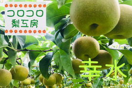【贈答用幸水梨5kg】甘い‼️まるで梨ジュース💦(中玉14~16個入)✨️ひとつひとつ色付きを確認して樹上完熟で収穫します😋【夏ギフト】【お中元】