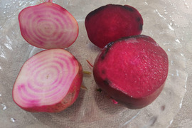 🌱収穫そのままお届け！畑直送！「食べる輸血」採れたて葉付きビーツ1〜2種セット約1.5kg🌱｜畑の鮮度そのまま✨｜農薬・化成肥料不使用｜✨