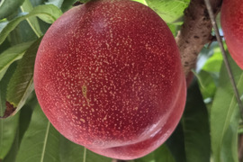 甘くてジューシー「サマークリスタル🍑」ネクタリン🍑
温室🍑無袋🍑棚栽培🍑