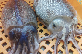 🦑生出荷コウイカ 3kg（約4-6杯）🌊定置網スミイカ✨刺身・寿司ネタに！日時指定不可📦🍣 寿司ネタ・刺し身・イカ焼きに最適！🚫 日時指定不可｜キロ数バリエーション有📏🌊 墨イカ朝獲れ