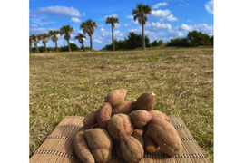 種子島産 安納芋 B品（S〜Mサイズ）3kg｜甘くて濃厚🍠｜aimo農園直送