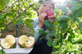 【奇跡のミツ入り！】こうとく　約3キロ　葉とらず　家庭用　JA基準より60％減の低農薬栽培