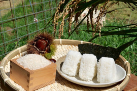 新米！2025年奈良県山添村産　コシヒカリ（白米）5㎏