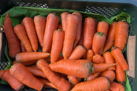 【冬期限定】博多の甘さが詰まった！冬ニンジン　約10本　1.9kg