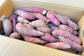 《3ヶ月熟成》ねっとり甘〜い紅はるかM･L／5kg