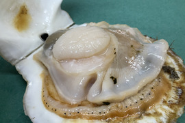 【超特大】天然生ホタテ/北海道別海町野付/プリプリ濃厚旨すぎホタテ【3kg】