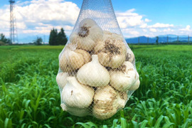 【今だけの大特価セール！】約３キロ！  青森県産にんにく 最高級品種 ホワイト６片 新鮮！土付き玉にんにく