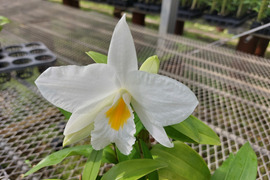 【アワード受賞福袋】箱いっぱいの蘭・フォーミディブル＆デンドロビウムの切り花❁⃘*.ﾟいろんな蘭が楽しめるお楽しみ福箱