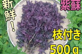 紫蘇（枝付き500ｇ）　自然栽培！