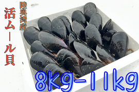 【天然✨陸奥湾産】活ムール貝【8Kg〜11kg】