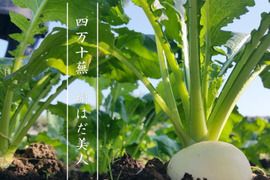 【受注収穫】四万十カブ「絹はだ美人」２ｋｇ（４～６玉） 農薬不使用 自然栽培 四万十産