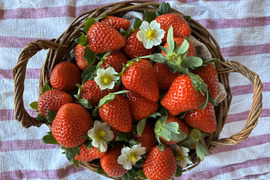 山梨の寒暖差で甘さ濃厚！化粧箱入り12粒入