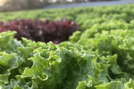 プレミアムグリーンリーレタス＆プレミアムサニーレタス