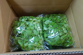 サラダクレソン／250ｇ×4袋（1kg）〈生で食べるサラダ野菜：大容量パック〉