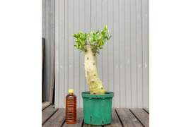 オリーブ 鉢植え  シンボルツリー オリーブ盆栽
