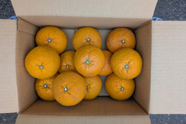タップリ果汁の【甘夏】4.9kg   福岡産