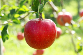 【先行予約・9月中旬発送予定】つがる(津軽) りんご 早生の人気品種！ 2.5kg（6～10個）