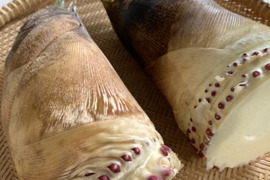 【和歌山産】天然たけのこ 孟宗筍 2.5kg以上 朝採り 当日発送 翌日お届け 肥料・農薬不使用