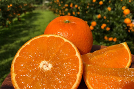 甘うま溢れる！奄美たんかん（3kg・ご家庭用）