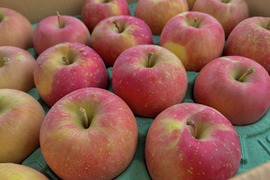 【予約割引有り】青森県産りんご 訳あり葉取らずふじ10kg