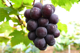 花笑み農園　岡山のニューピオーネ　500g以上（中1房）【9/9～順次発送】P-中1